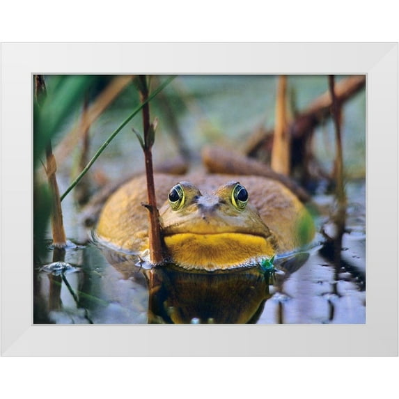 Fitzharris, Tim 14x12 White Modern Wood Framed Museum Art Print Titled - Bull Frog