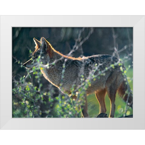 Fitzharris, Tim 14x12 White Modern Wood Framed Museum Art Print Titled - Coyote Hunting