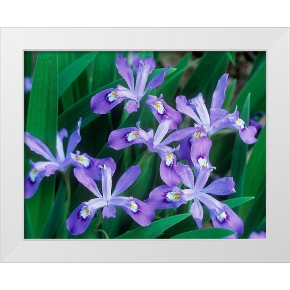 Fitzharris, Tim 14x12 White Modern Wood Framed Museum Art Print Titled - Crested Dwarf Iris