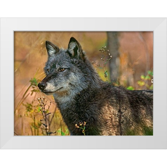 Fitzharris, Tim 14x12 White Modern Wood Framed Museum Art Print Titled - Gray wolf