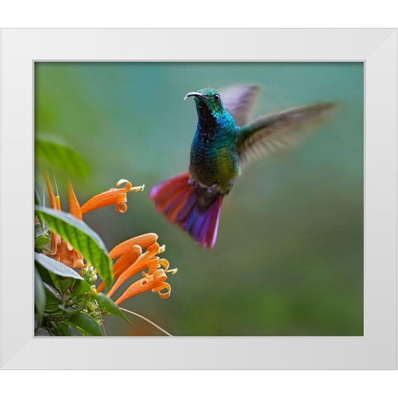 Fitzharris, Tim 14x12 White Modern Wood Framed Museum Art Print Titled - Green Breasted Mango Hummingbird at Flame Vine