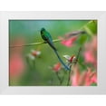 thumbnail image 1 of Fitzharris, Tim 14x12 White Modern Wood Framed Museum Art Print Titled - Long Tailed Sylph Hummingbird, 1 of 4