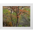 thumbnail image 1 of Fitzharris, Tim 14x12 White Modern Wood Framed Museum Art Print Titled - Lost Maples State Park-Texas, 1 of 4