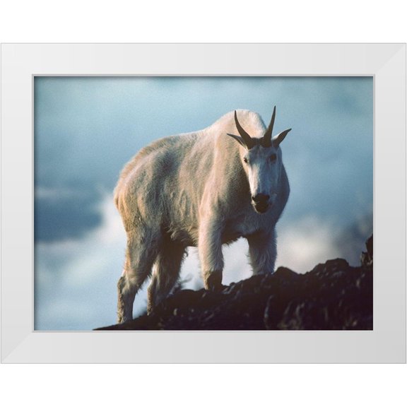 Fitzharris, Tim 14x12 White Modern Wood Framed Museum Art Print Titled - Mountain Goat