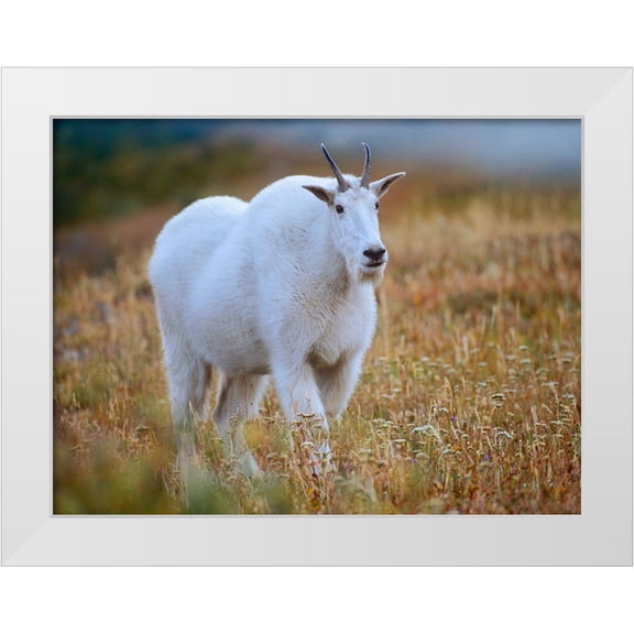 Fitzharris, Tim 14x12 White Modern Wood Framed Museum Art Print Titled - Mountain goat