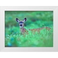 thumbnail image 1 of Fitzharris, Tim 14x12 White Modern Wood Framed Museum Art Print Titled - Mule Deer, 1 of 4