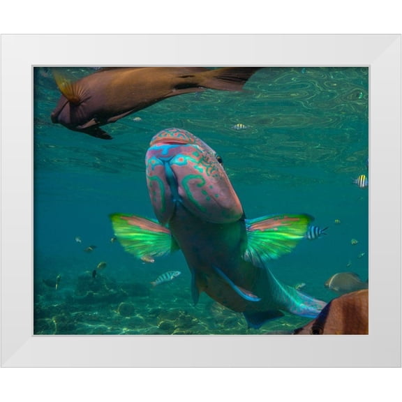 Fitzharris, Tim 14x12 White Modern Wood Framed Museum Art Print Titled - Parrot fish-Negros Oriental-Philippines