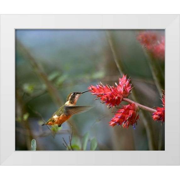 Fitzharris, Tim 14x12 White Modern Wood Framed Museum Art Print Titled - Purple Throated Woodstar Hummingbird