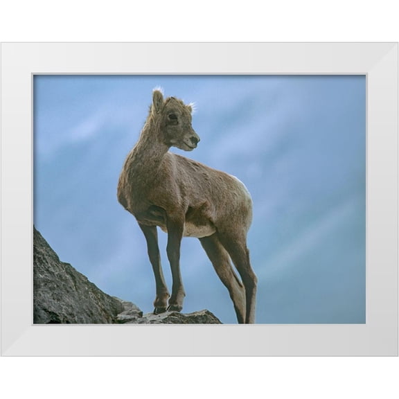 Fitzharris, Tim 14x12 White Modern Wood Framed Museum Art Print Titled - Rocky Mountain bighorn lamb