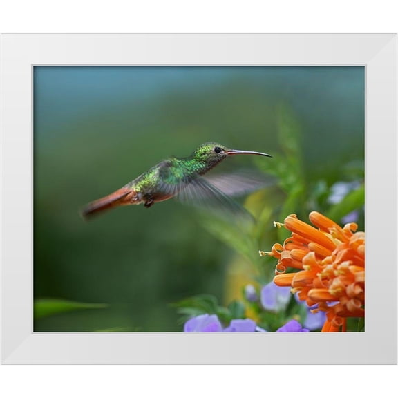 Fitzharris, Tim 14x12 White Modern Wood Framed Museum Art Print Titled - Rufous Tailed Hummingbird at Flame Vine