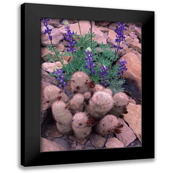 Fitzharris, Tim 14x18 Black Modern Framed Museum Art Print Titled - Brown Flowered Cactus and Lupines