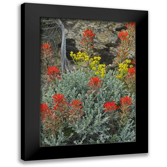 Fitzharris, Tim 14x18 Black Modern Framed Museum Art Print Titled - Indian Paintbrush II