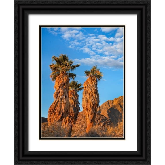 Fitzharris, Tim 14x18 Black Ornate Wood Framed with Double Matting Museum Art Print Titled - California Fan Palms