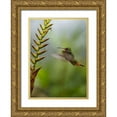 thumbnail image 1 of Fitzharris, Tim 14x18 Gold Ornate Wood Framed with Double Matting Museum Art Print Titled - Rufous Tailed Hummingbirds, 1 of 4