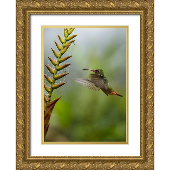 Fitzharris, Tim 14x18 Gold Ornate Wood Framed with Double Matting Museum Art Print Titled - Rufous Tailed Hummingbirds