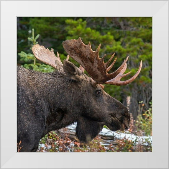 Fitzharris, Tim 15x15 White Modern Wood Framed Museum Art Print Titled - Bull moose-Glacier National Park-Montana,