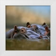 thumbnail image 1 of Fitzharris, Tim 15x15 White Modern Wood Framed Museum Art Print Titled - Hippopotamus-Mara River-Kenya, 1 of 4