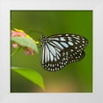 thumbnail image 1 of Fitzharris, Tim 15x15 White Modern Wood Framed Museum Art Print Titled - White tree nymph butterfly-ideopsis juventa, 1 of 4