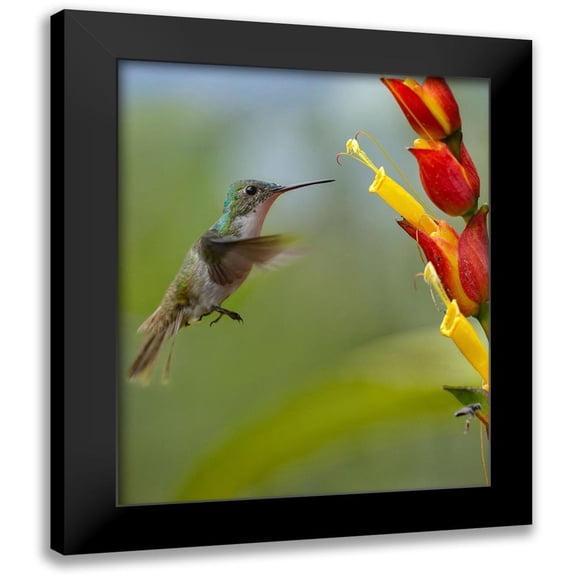 Fitzharris, Tim 15x18 Black Modern Framed Museum Art Print Titled - Andean Emerald Humming Bird