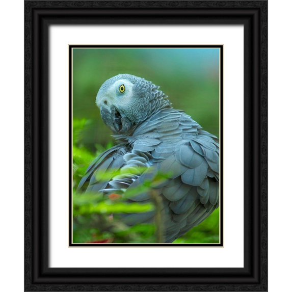 Fitzharris, Tim 15x18 Black Ornate Wood Framed with Double Matting Museum Art Print Titled - African Gray Parrot Portrait II