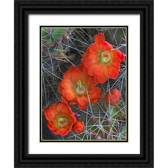 Fitzharris, Tim 15x18 Black Ornate Wood Framed with Double Matting Museum Art Print Titled - Claret Cup Cactus
