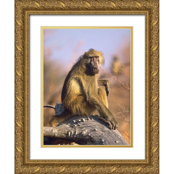 Fitzharris, Tim 15x18 Gold Ornate Wood Framed with Double Matting Museum Art Print Titled - Olive baboon-Kenya