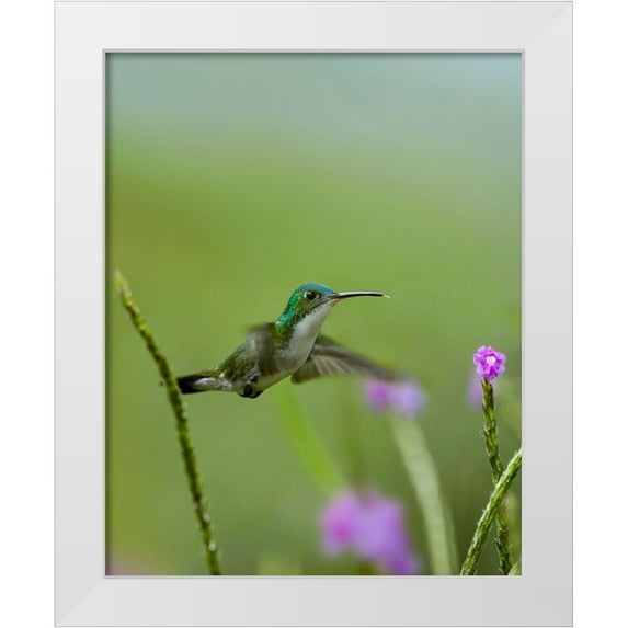 Fitzharris, Tim 15x18 White Modern Wood Framed Museum Art Print Titled - Andean Emerald Hummingbird