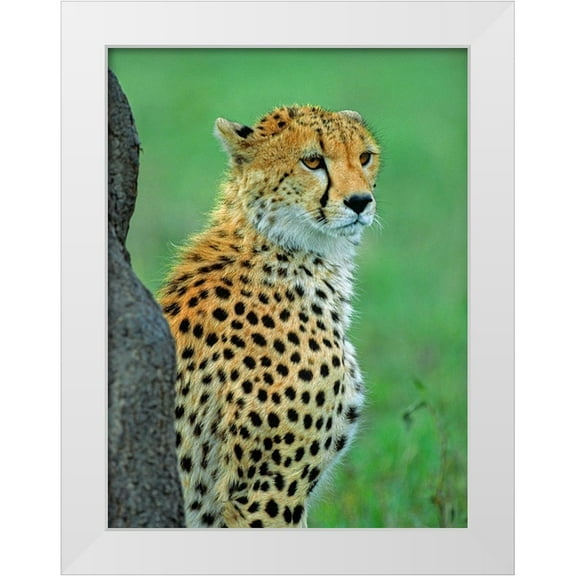 Fitzharris, Tim 15x18 White Modern Wood Framed Museum Art Print Titled - Cheetah