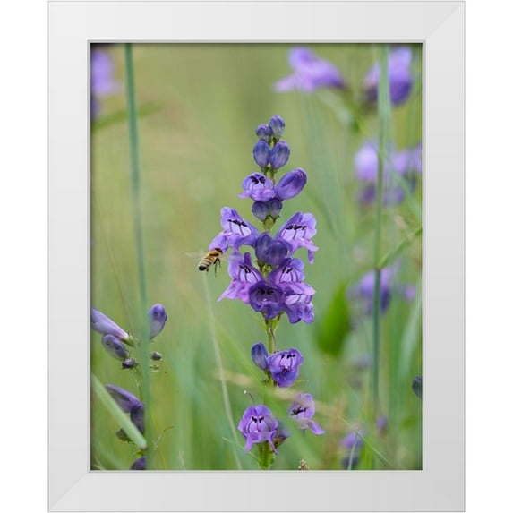 Fitzharris, Tim 15x18 White Modern Wood Framed Museum Art Print Titled - Rocky Mountain Penstemon