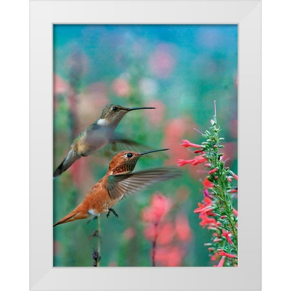 Fitzharris, Tim 15x18 White Modern Wood Framed Museum Art Print Titled - Rufous Hummingbird and Broad Tailed Hummingbirds at Penstemon