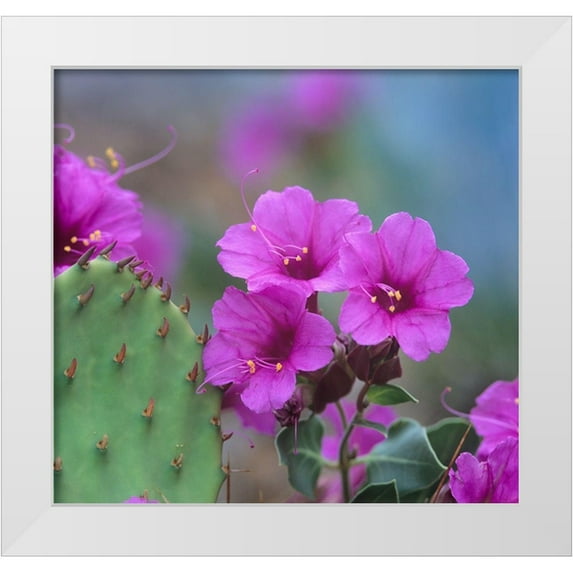 Fitzharris, Tim 16x15 White Modern Wood Framed Museum Art Print Titled - Desert Four o Clock