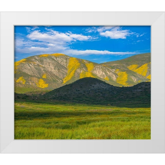 Fitzharris, Tim 17x15 White Modern Wood Framed Museum Art Print Titled - Wildflower Bloom
