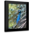 thumbnail image 1 of Fitzharris, Tim 17x24 Black Modern Framed Museum Art Print Titled - Peacock IV, 1 of 5