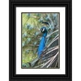 thumbnail image 1 of Fitzharris, Tim 17x24 Black Ornate Wood Framed with Double Matting Museum Art Print Titled - Peacock IV, 1 of 4