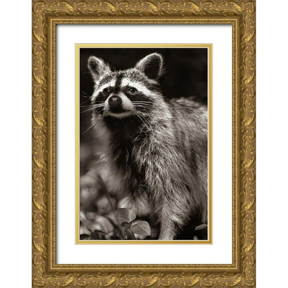 Fitzharris, Tim 17x24 Gold Ornate Wood Framed with Double Matting Museum Art Print Titled - Raccoon Sepia
