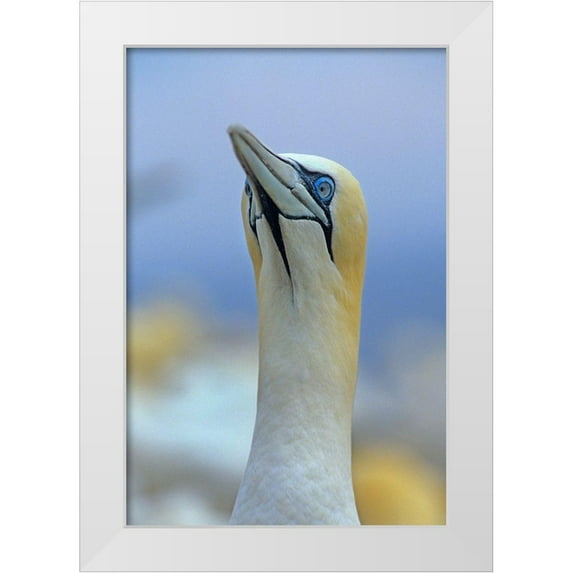 Fitzharris, Tim 17x24 White Modern Wood Framed Museum Art Print Titled - Northern Gannet II