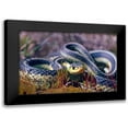 thumbnail image 1 of Fitzharris, Tim 18x13 Black Modern Framed Museum Art Print Titled - Common Garter snake, 1 of 5