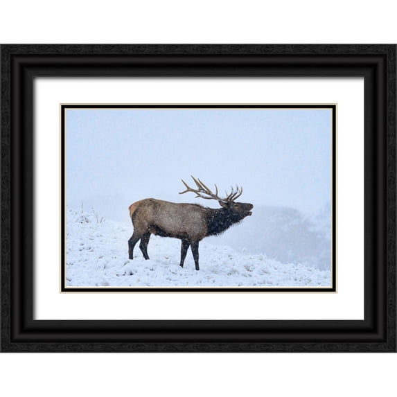 Fitzharris, Tim 18x13 Black Ornate Wood Framed with Double Matting Museum Art Print Titled - Bugling Elk-Yellowstone National Park-Wyoming