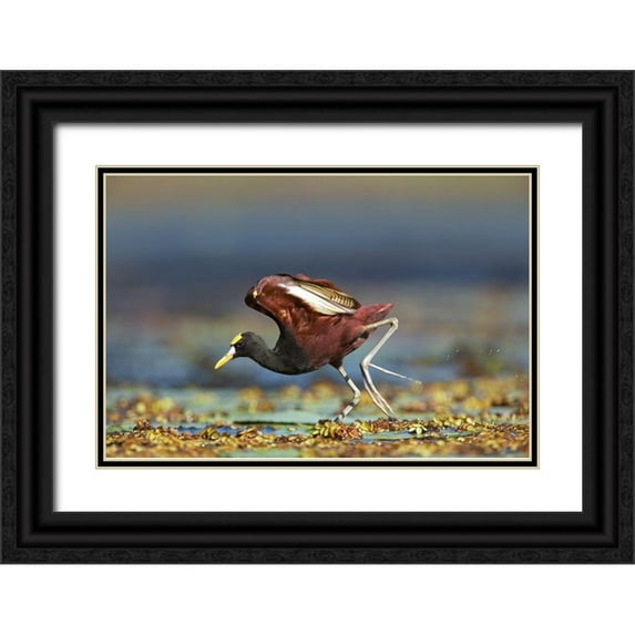 Fitzharris, Tim 18x13 Black Ornate Wood Framed with Double Matting Museum Art Print Titled - Northern Jacana II