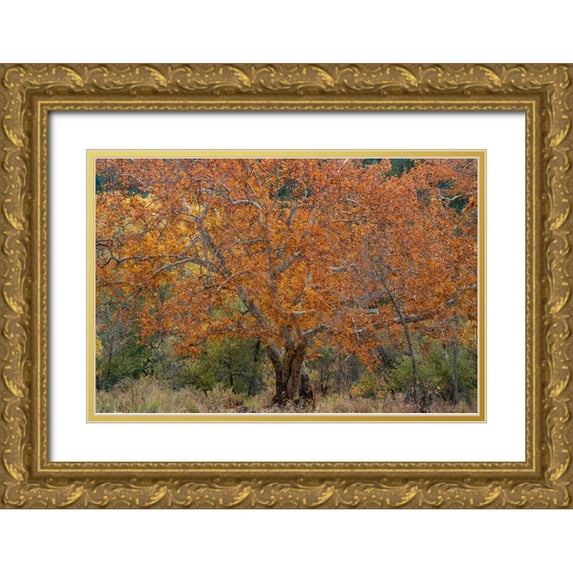 Fitzharris, Tim 18x13 Gold Ornate Wood Framed with Double Matting Museum Art Print Titled - East Verde River-Arizona-USA