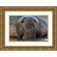 thumbnail image 1 of Fitzharris, Tim 18x13 Gold Ornate Wood Framed with Double Matting Museum Art Print Titled - Northern Elephant Seal, 1 of 4