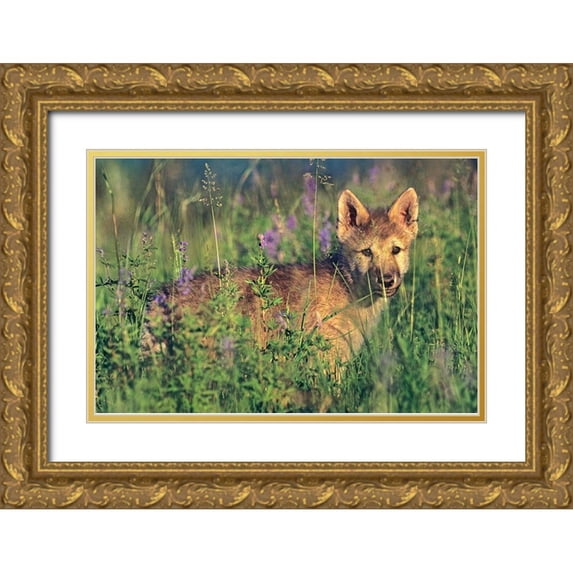 Fitzharris, Tim 18x13 Gold Ornate Wood Framed with Double Matting Museum Art Print Titled - Wolf Pup