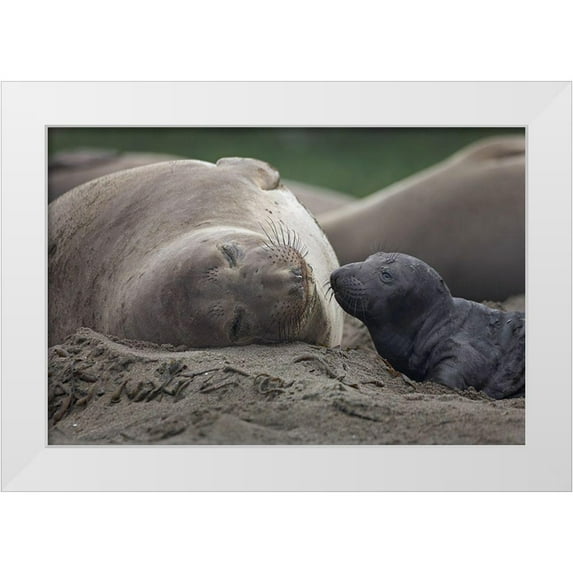 Fitzharris, Tim 18x13 White Modern Wood Framed Museum Art Print Titled - Northern Elephant Seal
