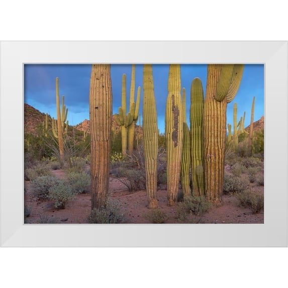 Fitzharris, Tim 18x13 White Modern Wood Framed Museum Art Print Titled - Tucson Mountains-Saguaro National Park-Arizona