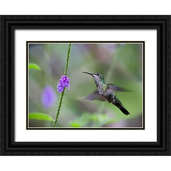 Fitzharris, Tim 18x14 Black Ornate Wood Framed with Double Matting Museum Art Print Titled - White Necked Jacobin Hummingbird Female at Porterweed