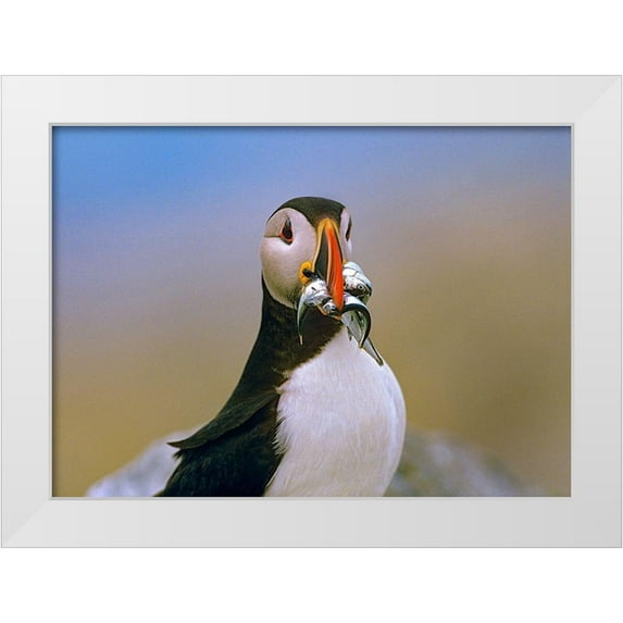 Fitzharris, Tim 18x14 White Modern Wood Framed Museum Art Print Titled - Atlantic Puffin IV