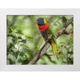 thumbnail image 1 of Fitzharris, Tim 18x14 White Modern Wood Framed Museum Art Print Titled - Rainbow Lory Green Naped Lory, 1 of 4