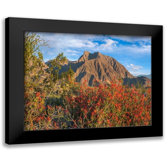 Fitzharris, Tim 18x15 Black Modern Framed Museum Art Print Titled - Chuparosa and Indian Head Mountain