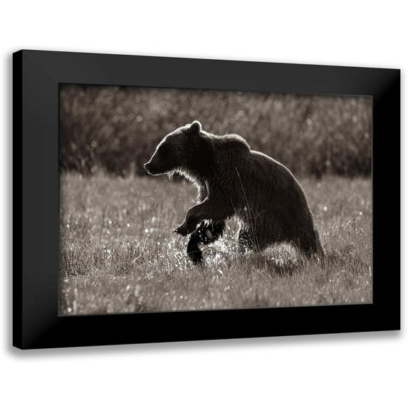 Fitzharris, Tim 18x15 Black Modern Framed Museum Art Print Titled - Grizzly bear Sepia