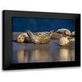 thumbnail image 1 of Fitzharris, Tim 18x15 Black Modern Framed Museum Art Print Titled - Harbor Seals, 1 of 5